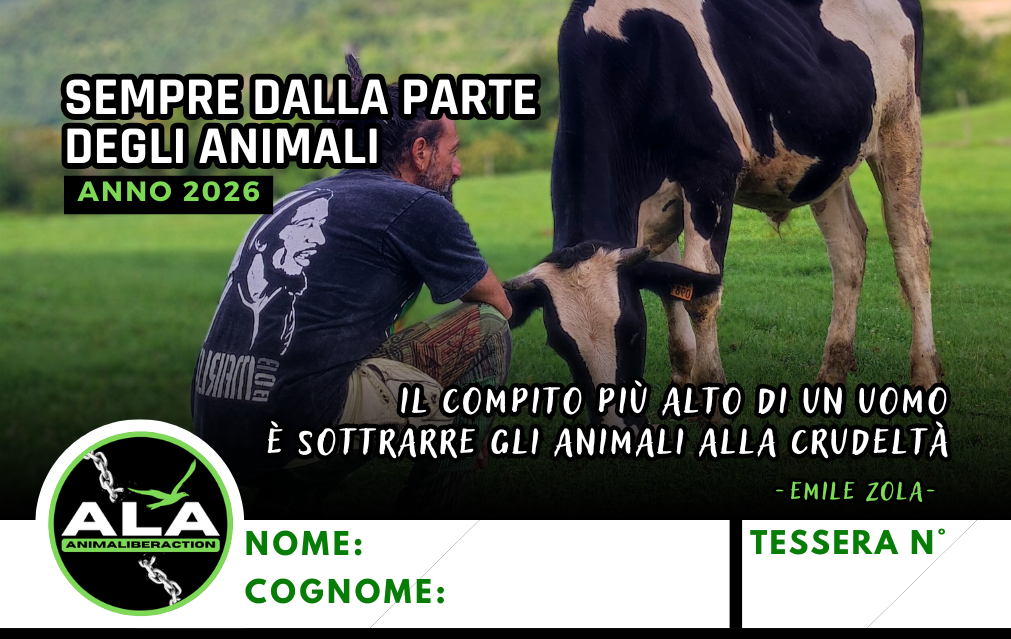 TESSERA 2026